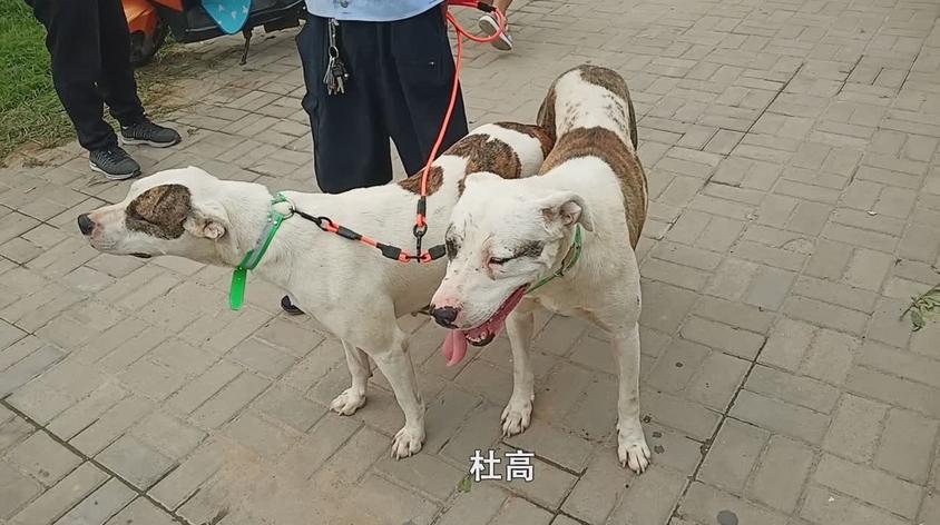 蒙古细犬vs杜高视频在线观看 - 西瓜视频