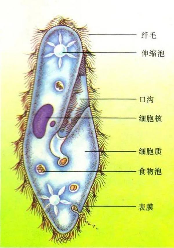 草履蟲全身長滿縱行排列的纖毛,纖毛和鞭毛的結構基本相同.