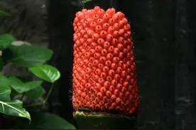 国家植物园巨魔芋结实系国内首次 网友：虽花臭但果实还挺好看！