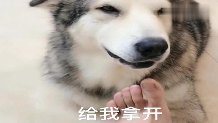 主人脚丫子太臭狗狗被熏得直迷糊还急眼了你们都忍住别笑