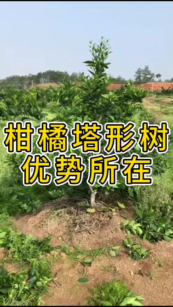 柑橘塔形树形培养图片