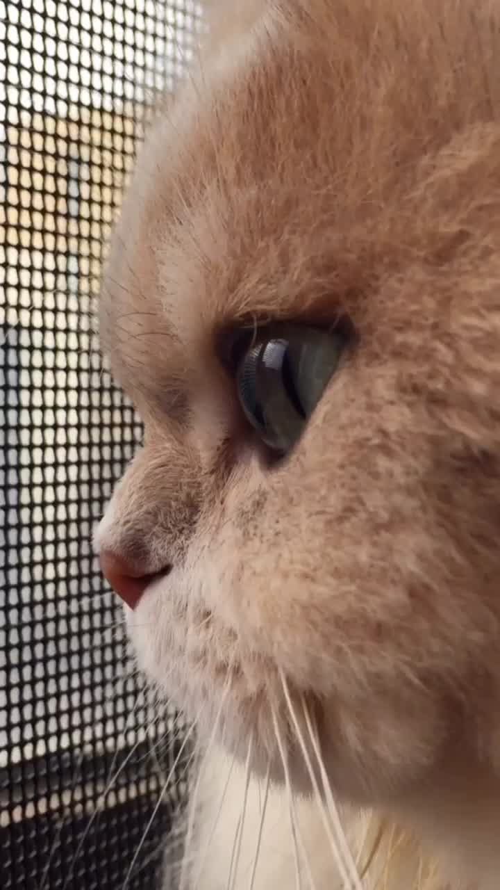 桑尼的侧颜永远也看不够～#萌宠 #猫 #英短金渐层 #英长金渐层