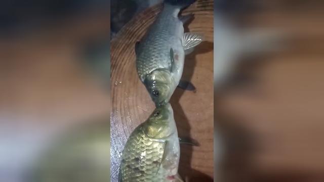 相濡以沫,出自《庄子·大宗师》,原文"泉涸,鱼相与处于陆,相呴以湿,相