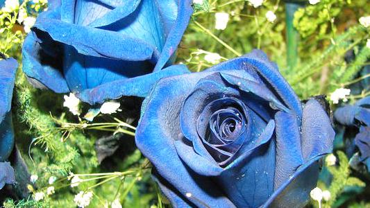请问蓝玫瑰生长的地方及它的生活环境是什么样的