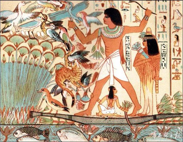 狸是什么意思(灌狸是保护动物吗)