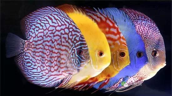 热带鱼是什么鱼