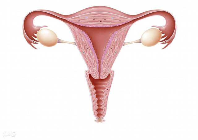 卵巢侧面图图片