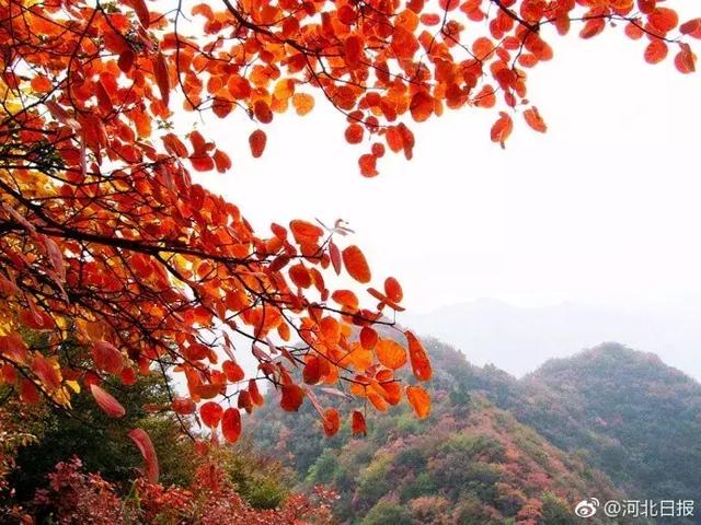 紅葉什麼時候開(日本紅葉什麼時候開)