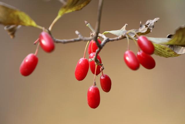 萸是什么意思萸在字典中是什么意思