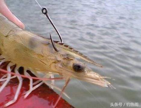 捕河虾最简单的方法？