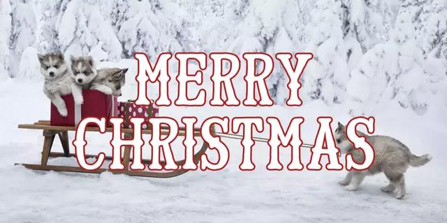 merry是什么意思(merry是什么意思中文)