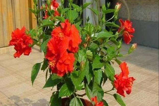 麻雀花的养殖方法 养殖知识网