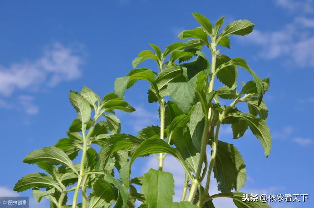 甜葉菊多少錢一斤(甜葉菊泡水喝的功效)