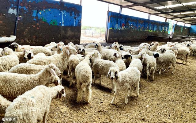 安徽适合养殖什么品种羊