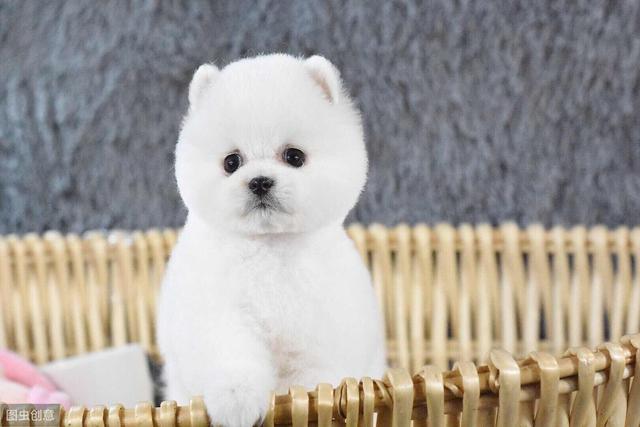 什么狗小型的可爱的,不算贵的白色的宠物狗