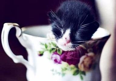 茶杯猫多少钱一只