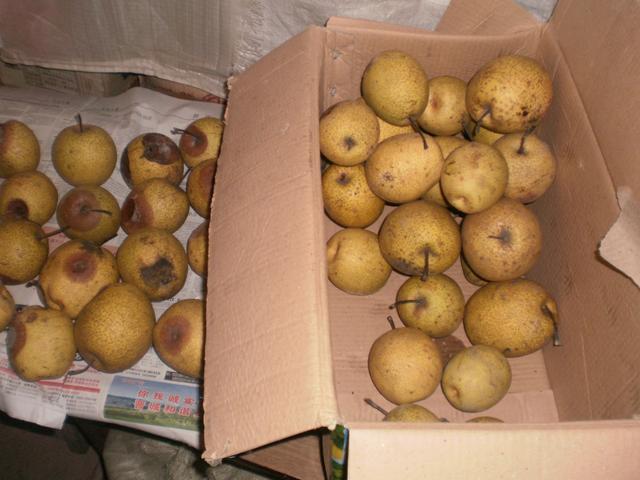 烂梨什么意思(男人骂烂梨什么意思)