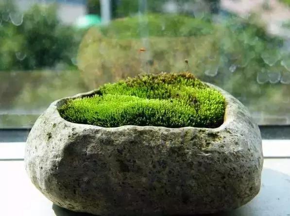 苍苔什么意思(苍苔的解释是什么)