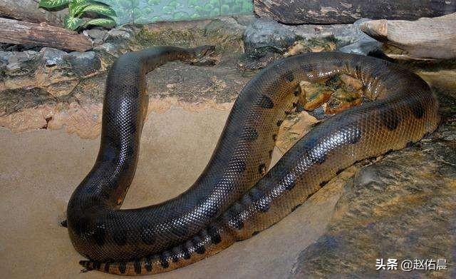 吉尼斯世界上最长的蛇图片