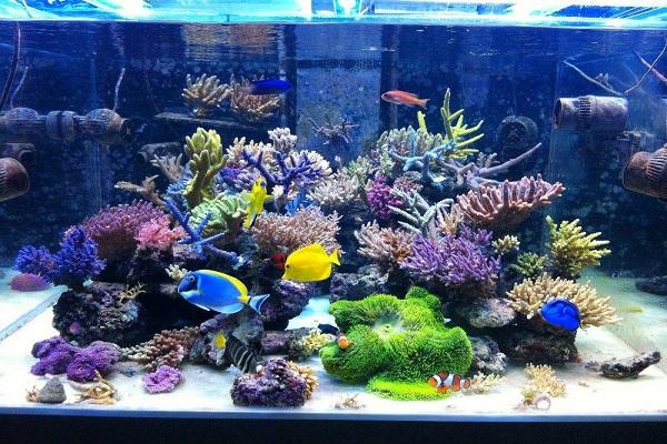 新手请问下水草买回来了怎么种进去 友邦知识网