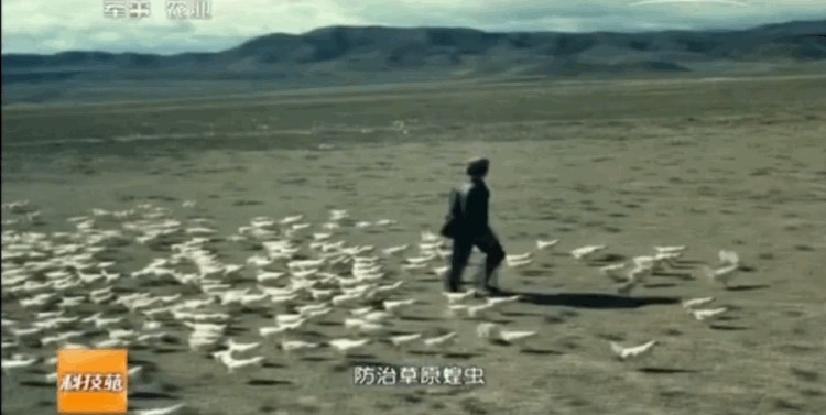 蝗虫到达中国边境 边疆草场我的小鸡已经准备好了