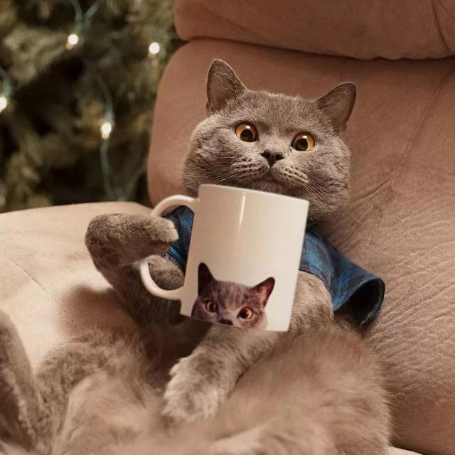 从弃婴到百万富翁,这只戏精猫用6年逆袭成表情包影帝