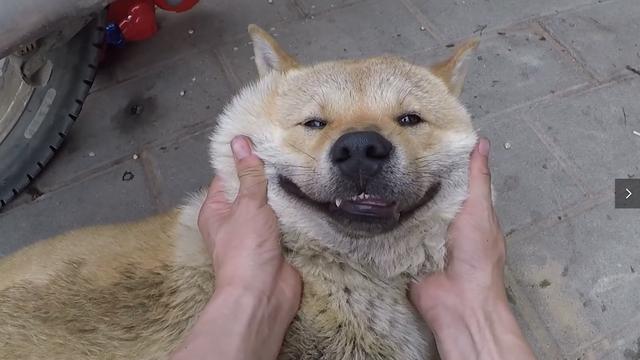 蝉虫狗图片狗耳朵上长满蜱虫图片狗身上寄生虫图片蜱虫