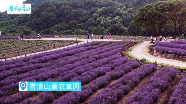 雪浪山薰衣草什麼時候開(2019無錫薰衣草花海)