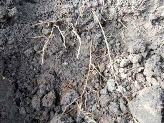 硫磺粉改良土壤怎么用土地改良用硫磺粉