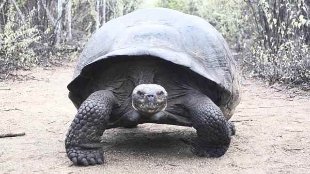 乌龟最长能活多久