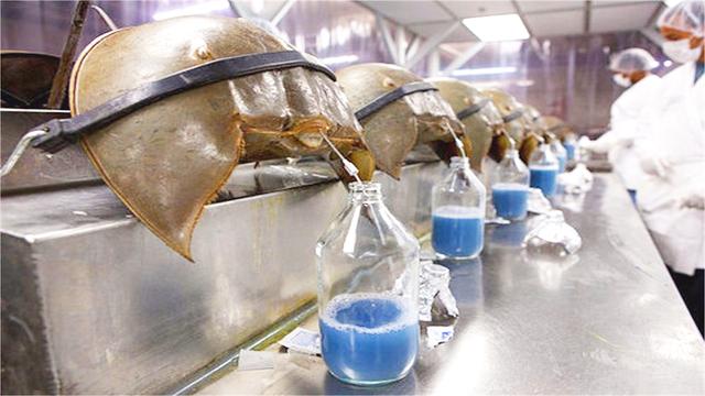 螃蟹的血为什么事蓝色的