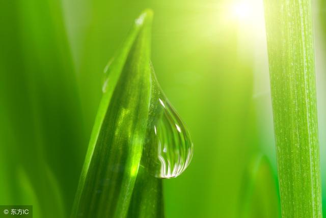 绿色象征生命力,活力;象征和谐,真实,自然,和平;此外,绿色还有以下