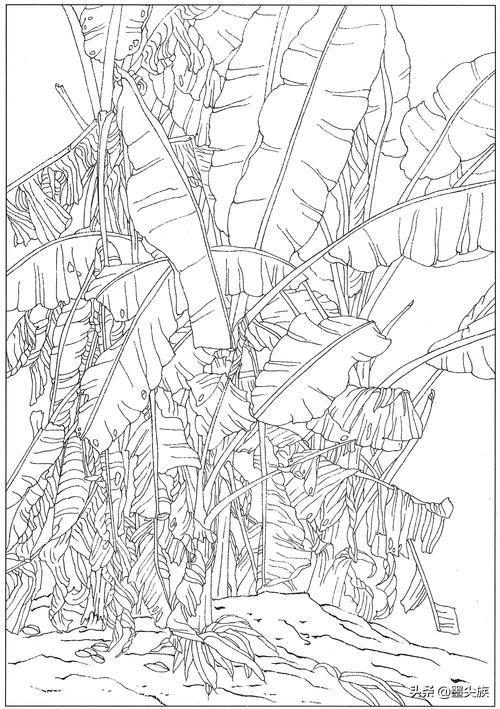 芭蕉高清白描线稿图片下载(18幅)-墨尖族