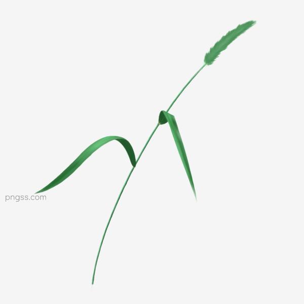 春天绿色植物狗尾巴草免抠素材png搜索网 精选免抠素材 透明png图片分享下载 Pngss Com