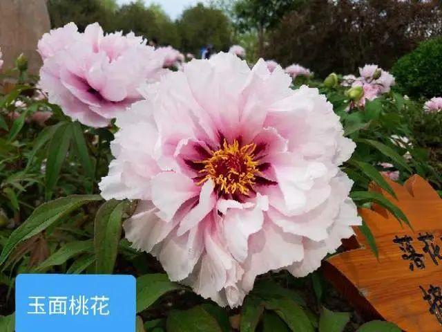 Feng景 月底进入盛花期 莲花池公园牡丹绽放 环游号