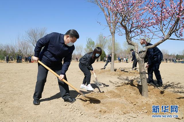 习近平参加首都义务植树活动(图8)