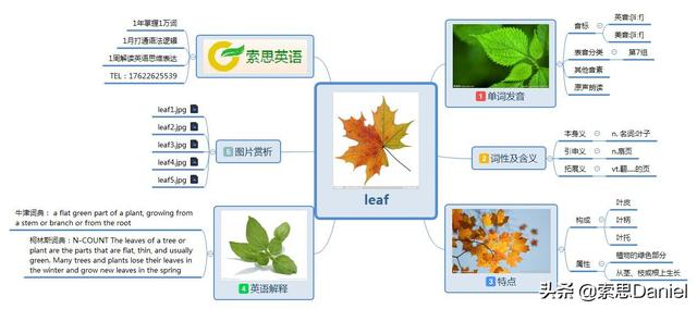 树叶用英文怎么说 树叶英文怎么发音 好唯一