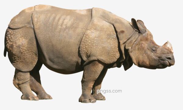 犀牛鼻子PNG搜索网- 精选免抠素材_透明PNG图片分享下载_pngss.com
