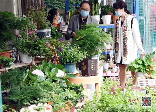 气温回升荆州市花卉苗木市场人气渐涨 荆州社会 荆州新闻网