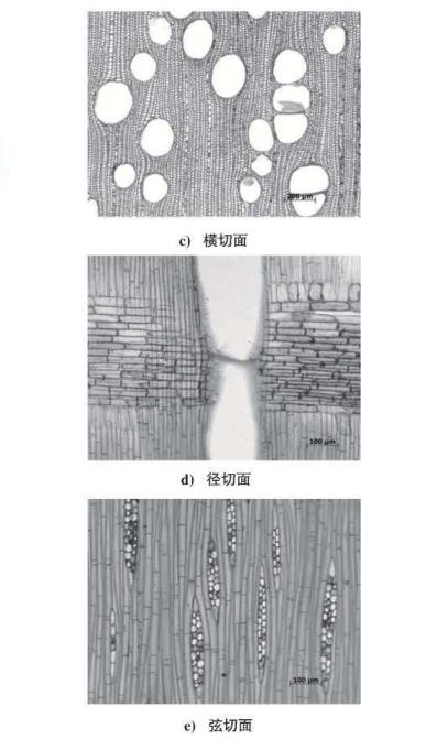 奥克榄微观构造特征