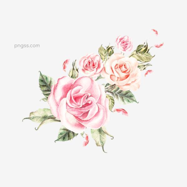 手绘的蔷薇花素材可商用png搜索网 精选免抠素材 透明png图片分享下载 Pngss Com