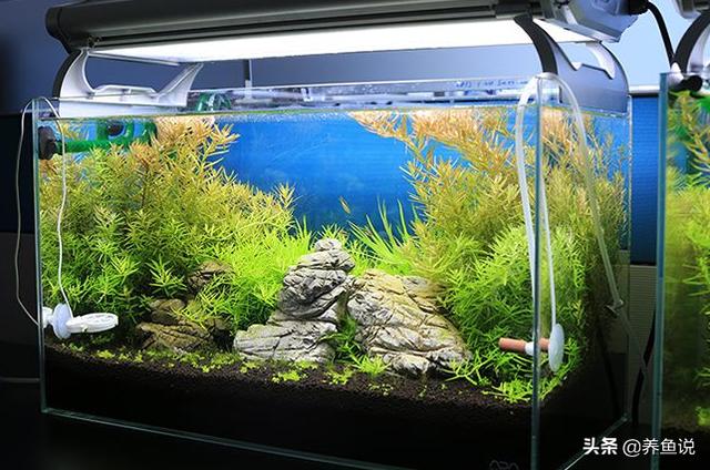 百子莲地栽养殖方法 养殖知识网