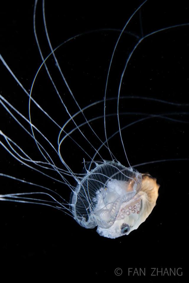 10年专注水下摄影中国小伙拍下神秘的海底生物99的人都没见过