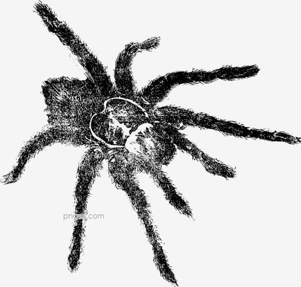 卡通蜘蛛png搜索网 精选免抠素材 透明png图片分享下载 Pngss Com