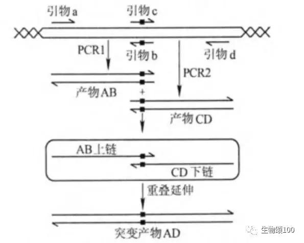 北京高中生物pcr技术应用之一基因定点突变的原理