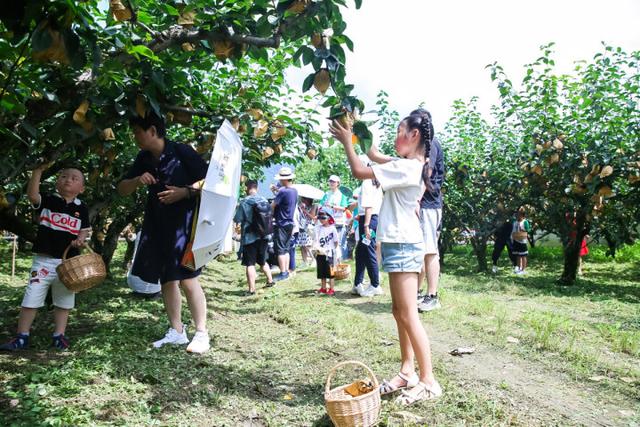 线上镇长直播带货，线下开启鸬鸟七点半！鸬鸟蜜梨生活节来了！