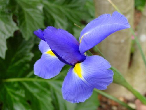 纸鸢花是石蒜科多年生草本花卉.