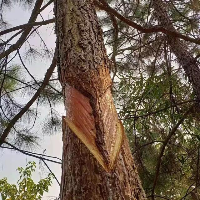 松树被割油脂对松树有什么伤害,松树还会长吗