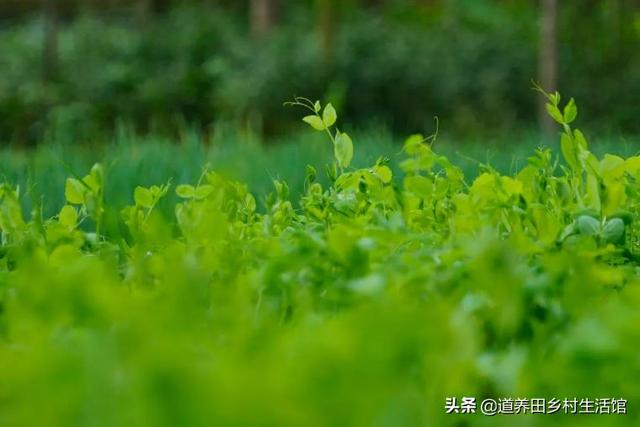 四川人最喜欢吃的豌豆尖适合几月份种植?为什么