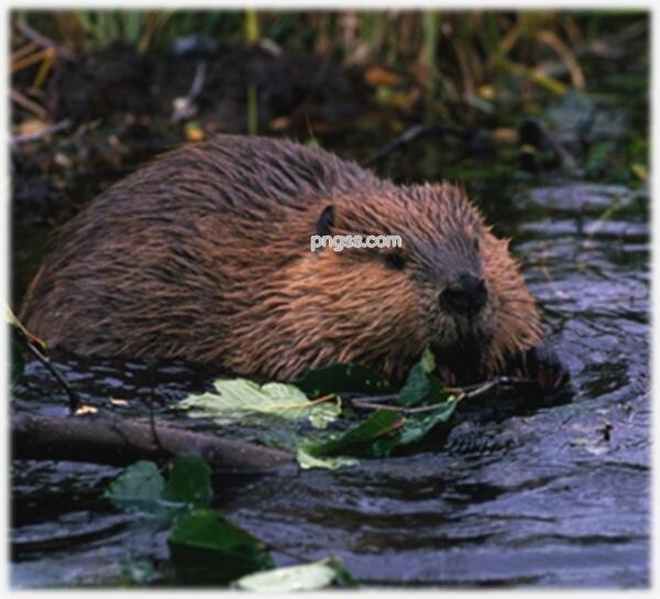 水獭卡通png搜索网 精选免抠素材 透明png图片分享下载 Pngss Com